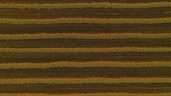 Close up at a harvested corn field with lines of sorted grain, upswinging shot by a drone, abstract