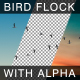 Bird Flock - VideoHive Item for Sale