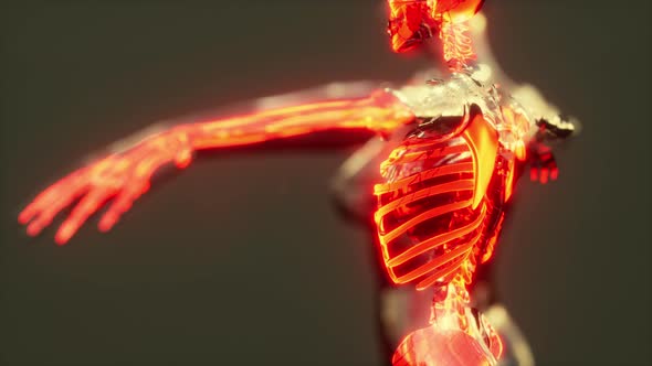 Xray Full Body of Skeleton in Brightness Glow alt