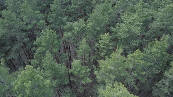 Green Pine Forest By Day Aerial View