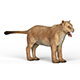 Lioness - 3DOcean Item for Sale