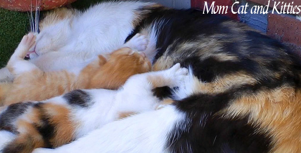 Mom Cat And Kitties 2