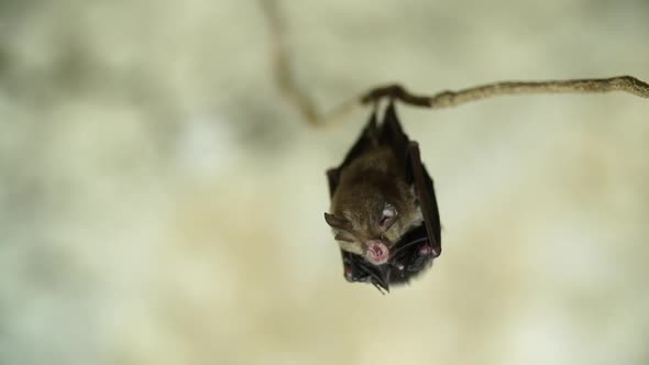 Bats hanging from a tree root