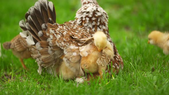 Chickens Are Hiding Under Mom Chicken