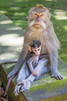 raphed with her baby at the Bukit Sari Temple in the Holy Monkey Forest of Sangeh in Bali.