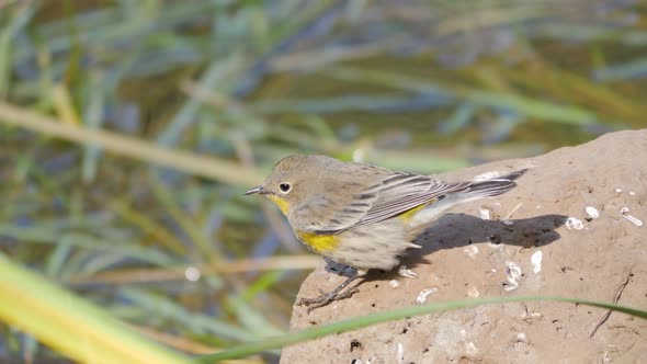 Yellowrumped Warbler Bird on a Rock in Arizona Slow Motion