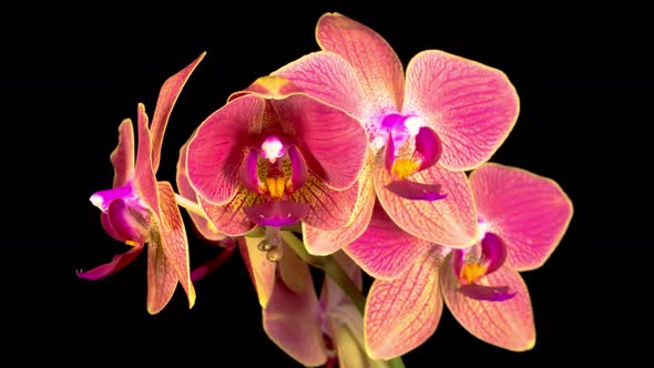 Blooming Red Orchid Phalaenopsis Flower