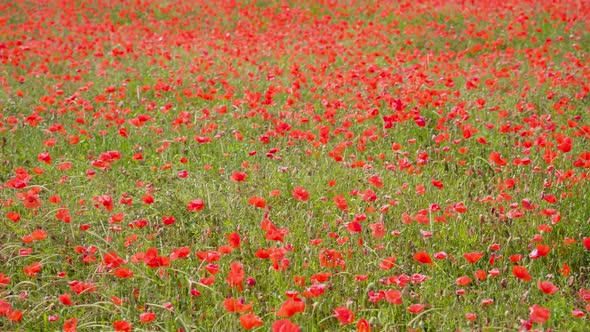 Field of Red Flowers in the Green Grass