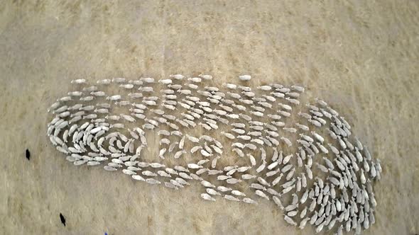 Rotating aerial view of sheep being herded on an outback farm in Australia