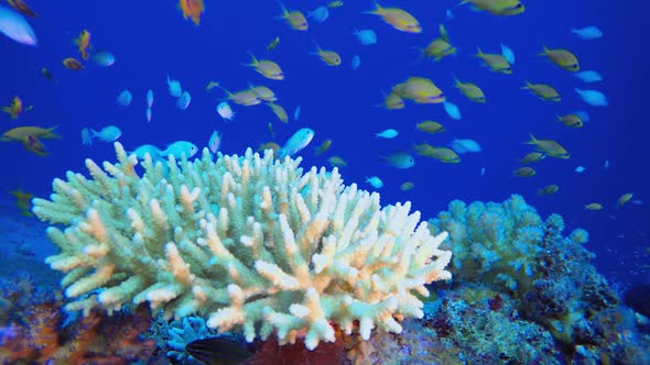 Tropical Underwater Colorful Reef