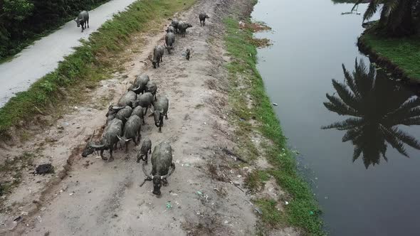 Aerial view buffaloes walk river bank with palm tree reflection at water