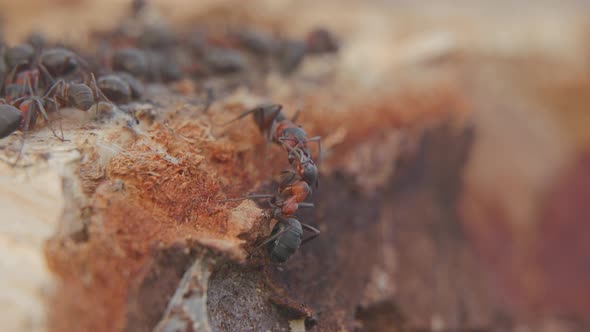 European Forest Red Wood Ant. Formica,  polyctena.