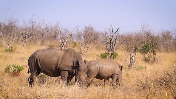 Southern white rhinoceros in Kruger National park, South Africa