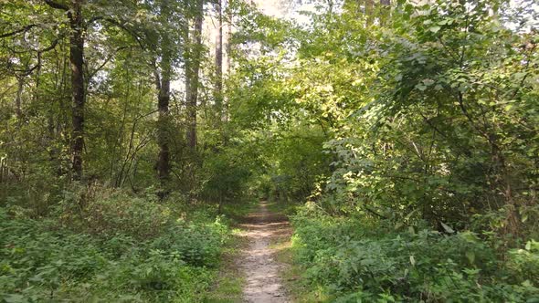 Trees in the Forest on an Autumn Day