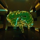 Plexus Brain 02 - VideoHive Item for Sale