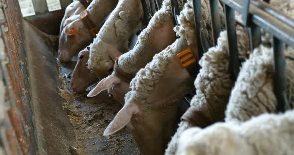 Sheeps on a Flock Farm