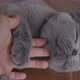 Close Up Hand Of Human Playing with British Cat. - VideoHive Item for Sale