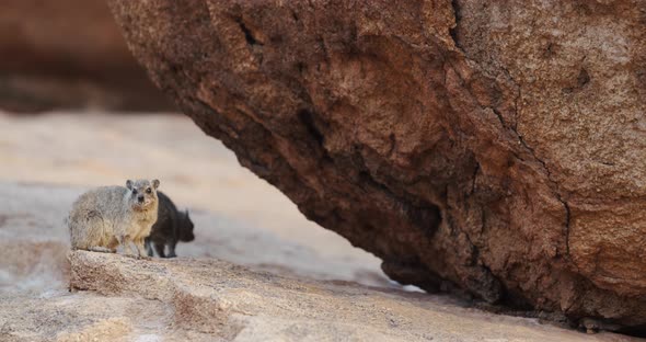 Rock hyraxes are walking and sitting on the rocks of the mountain in Namibia, 4k