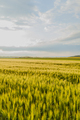 Agricultural Growth -Various Fields - Agriculture Farming Field - PhotoDune Item for Sale