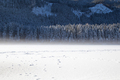 frozen lake and beautiful view of the forest in winter - PhotoDune Item for Sale