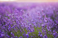 Beautiful Violet Lavender Field Agriculture - PhotoDune Item for Sale