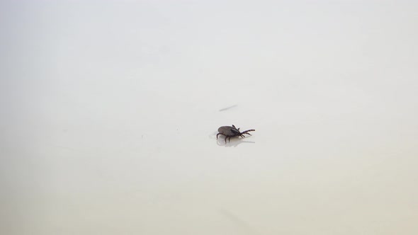 Handicaped Tick with Only 7 Legs Walking on a White Background