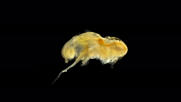 Crustacea Balanus Under the Microscope, Sea Acorn. Family Balanidae, Order Sessilia.