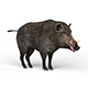 Wild Boar - 3DOcean Item for Sale