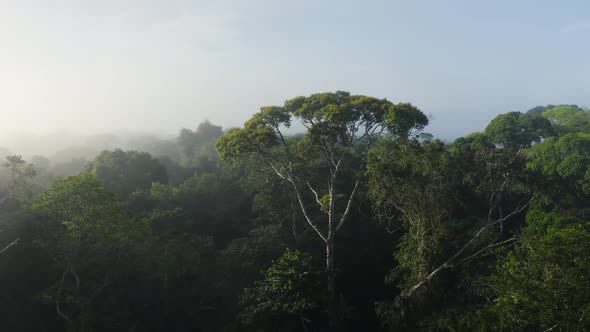 Aerial Drone View of Costa Rica Rainforest Canopy, Large Tree in Treetops in Beautiful Misty Tropica