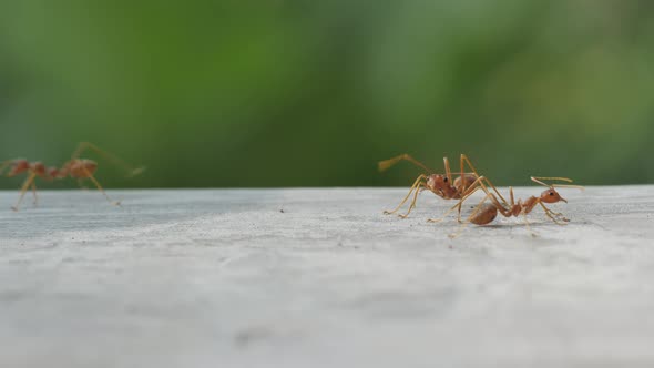 Red Worker Ant crawling on the surface with tree bokeh in the background.