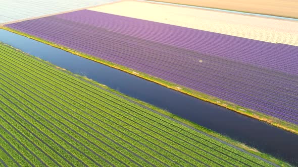 Aerial view of The Garden of Europe at Keukenhof botanical garden, Netherlands.