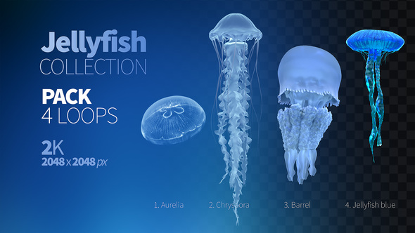 Jellyfish Collection alt