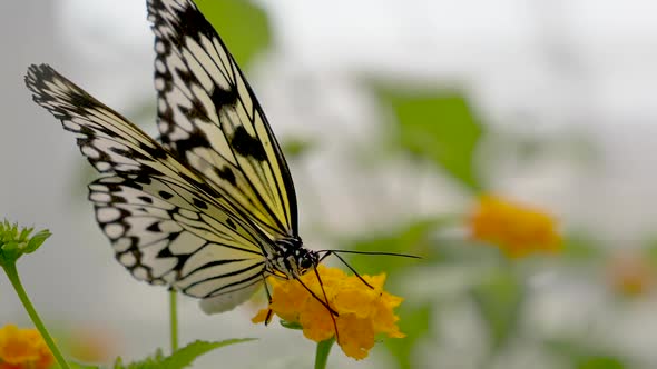 Macro shot of Rice Paper Butterfly sucking Nectar and Pollen of Blooming Yellow Flower In Nature