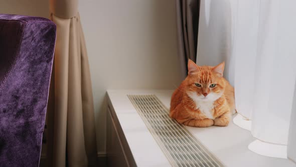 Female hand caressing a red cat indoors