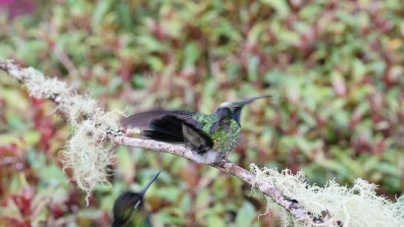 Costa Rica Hummingbird, Lesser Violetear Hummingbird (colibri cyanotus) Fighting and Squabblling wit