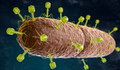 Multiple bacteriophage on a rod-shaped bacteria - PhotoDune Item for Sale