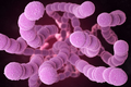 Streptococcus Pneumoniae Bacteria - PhotoDune Item for Sale