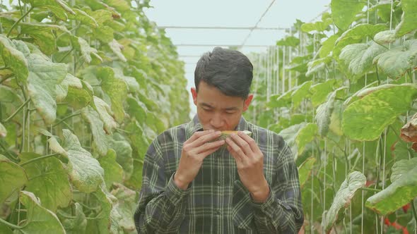 Asian Man Eating Melon In Green House Of Melon Farm