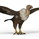 Vulture - 3DOcean Item for Sale