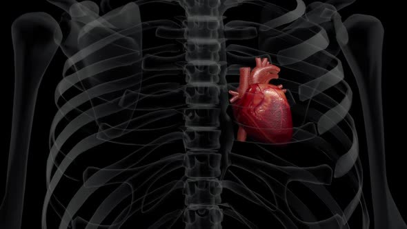 Human X-Ray Chest And A Beating Heart