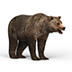 Wild Bear - 3DOcean Item for Sale