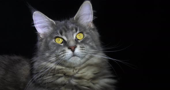 Blue Blotched Tabby Maine Coon Domestic Cat, Portrait of Female against Black Background