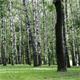 Birch Forest - AudioJungle Item for Sale