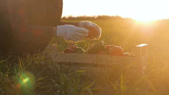 Farmer Woman Holds Vegetables Crop in Wooden Box in the Kitchen Garden at Sunset. The Concept of