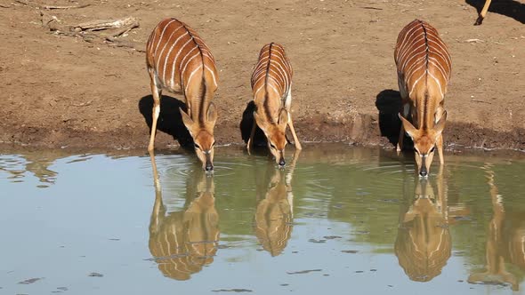 Nyala Antelopes Drinking - South Africa