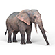 African Elephant - 3DOcean Item for Sale
