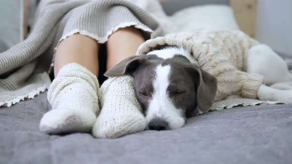 Female Feet In Knitted Socks And Dog Sleeping On Bed, Coziness Concept