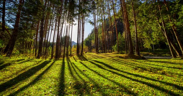 Mountain Evergreen Pine Tree Forest Time Lapse at the Summer or Autumn Time