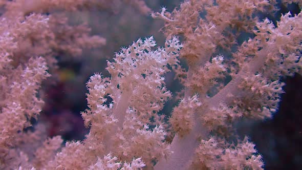 soft coral branches are swinging in the current gently. static tripod shot with focus change.