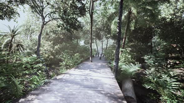 Wooden Pathway Leading Through the Dense Forest in National Park